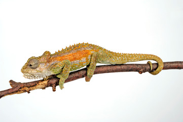 Zwergchamäleon / Transvaal dwarf chameleon (Bradypodion transvaalense) © bennytrapp