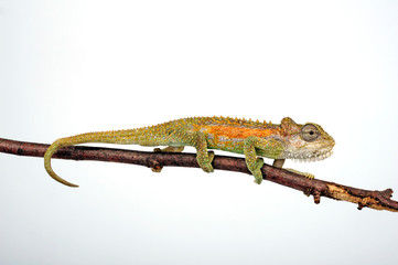 Transvaal dwarf chameleon / Zwergchamäleon (Bradypodion transvaalense)