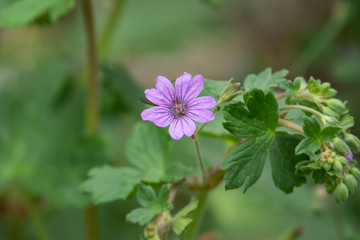 Wild Cranesbill Flowers in Bloom in Springtime