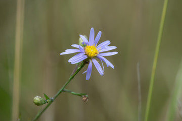 Blue Aster Flower in Bloom in Summer