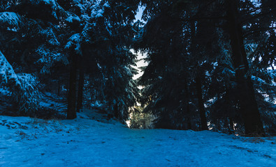 einsamer Weg zum Licht schneebedeckter Wald