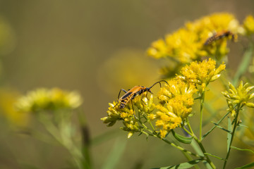Goldenrod Soldier Beetle on Goldentop Flowers