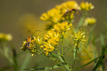 Goldenrod Soldier Beetle on Goldentop Flowers