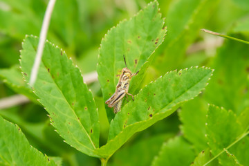 Grasshopper Nymph on Leaf in Summer