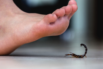 Foot stepping on a scorpion, poisonous animal care. Scorpion epidemic indoors. Scorpion sting...