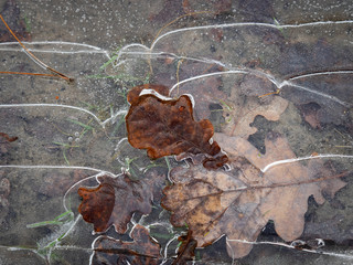 autumn in ice