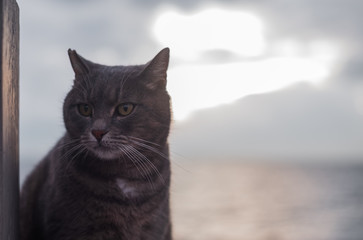 Gray cat and bright sky in the background. Alley cat. Caution cut cat