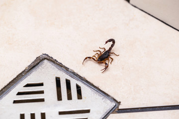 Scorpion inside the bathroom. Venomous animal near the bathroom drain. need for fingering,...