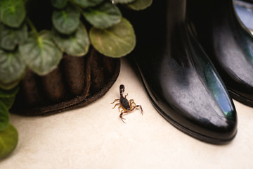 scorpion problem, scorpion plague indoors. Poisonous animal inside the house, need for fingerings. Sting danger concept.