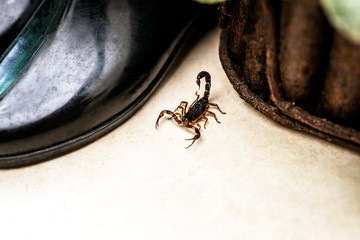 Scorpion indoors by the garden. Poisonous animal in the home interior. Careful, need for detection.
