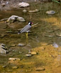 Reflections of a Red-wattled lapwing