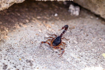 Tityus bahiensis, also known as black scorpion, is a species of scorpion from eastern and central Brazil. Measures 6 cm in length, has very dark coloration and brown paws.