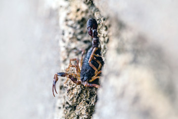 Scorpion amid rubble and trash, hidden. Poisonous animals in the big city. Sting hazard.