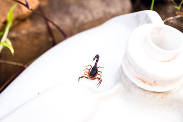 Scorpion amid rubble and trash, hidden. Poisonous animals in the big city. Sting hazard.