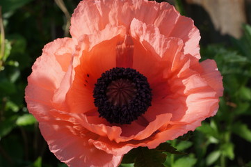 Poppy inner