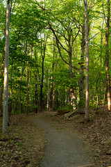 asphalt path surrounded by forest of green trees, golden light creating deep shadows, during spring time.