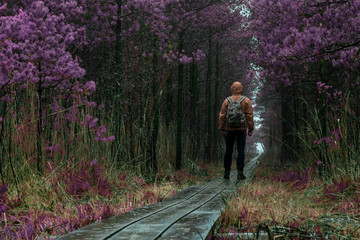 road in a purple forest