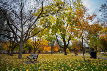 Fototapeta na wymiar A park with vivid Autumn colors