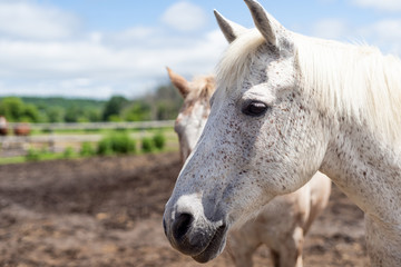 face close up white horse with brown spots. Direct sunlight with hard shadows