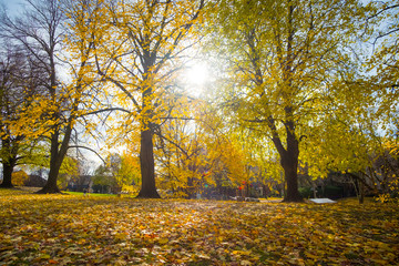 A park with vivid Autumn colors