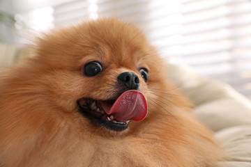 Cute Pomeranian spitz dog on papasan chair indoors, closeup