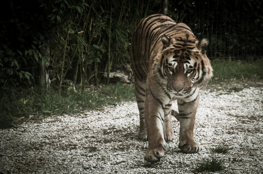Tigre
