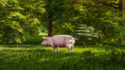 Pig Walking Outdoor in Forest, 3D Rendering