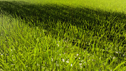 Autumn Leafs and Grass 3D Rendering