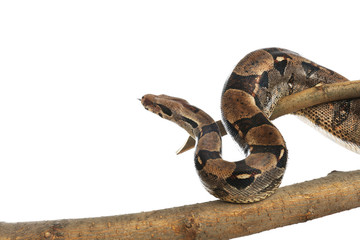 Brown boa constrictor on tree branch against white background