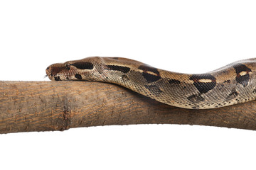 Brown boa constrictor on tree branch against white background