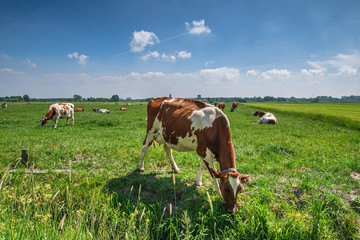 Fototapeta na wymiar Cows in a green grassy meadow on a sunny day in a typical Dutch polder landscape, a few km from Rotterdam, Netherlands