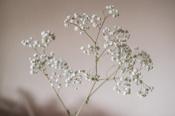 a sprig of tender white gypsophila