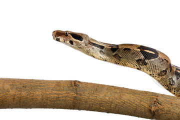 Brown boa constrictor on tree branch against white background