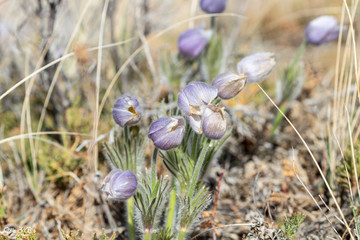 spring crocus flowers