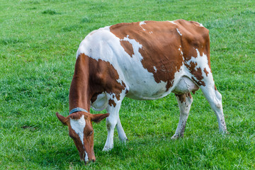 Fototapeta na wymiar Cow in a green grassy meadow on a sunny day, a few km from Rotterdam, Netherlands