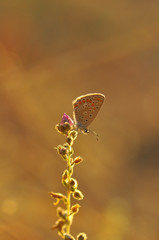 Closeup beautiful butterfly sitting on the flower.