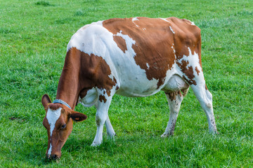 Fototapeta na wymiar Cow in a green grassy meadow on a sunny day, a few km from Rotterdam, Netherlands