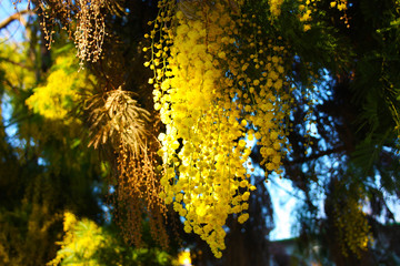 firstfruits of a fragrant yellow mimosa plant that bloomed before spring