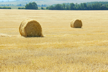 Fototapeta premium Harvesting, rural, farming concept. Shot of straw bales on a farm, no people.