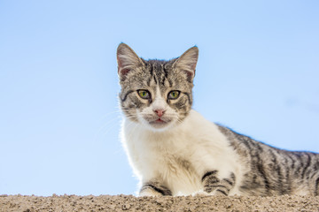 chat