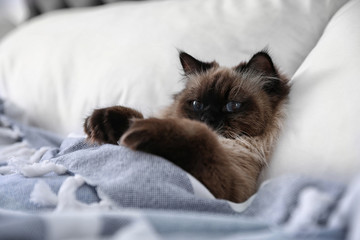 Cute Balinese cat covered with blanket on bed at home. Fluffy pet
