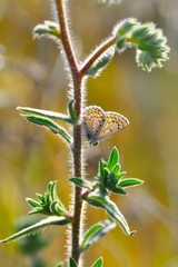 Closeup beautiful butterfly sitting on the flower.