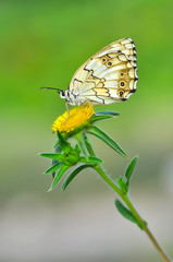 Closeup beautiful butterfly sitting on the flower.