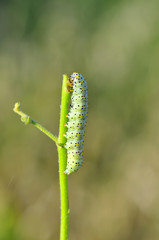 Beautiful Сaterpillar of swallowtail - Stock Image