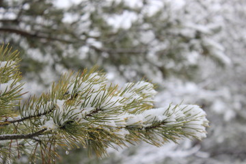 snowy branch of a pine tree