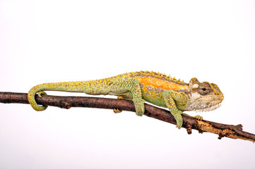 Zwergchamäleon / Transvaal dwarf chameleon (Bradypodion transvaalense)