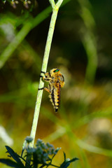 Macro shot of a robber fly 