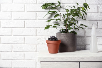 Beautiful plants and spray bottle on chest of drawers near brick wall at home. Space for text