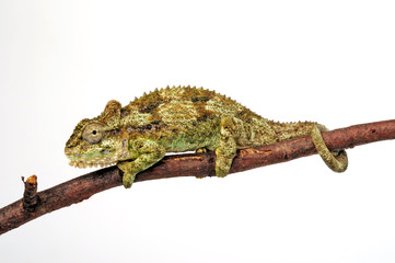 Zwergchamäleon / Transvaal dwarf chameleon (Bradypodion transvaalense) © bennytrapp