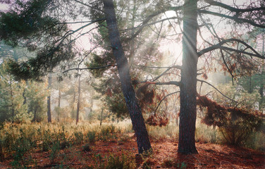 Beautiful mystical landscape with fog in autumn. Colorful landscape with enchanted trees with orange and red leaves. Landscape with trail in a dreamy cloud forest.
